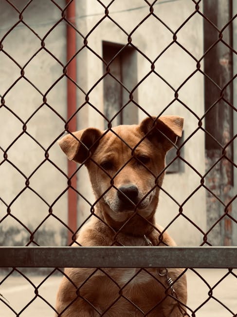 Drama unui câine abandonat: apel la ajutor pentru salvarea lui