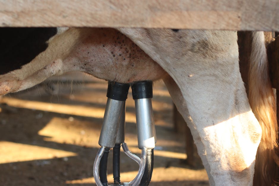 Crescătorii de bovine din Mureș, Harghita și Covasna se confruntă cu o criză severă