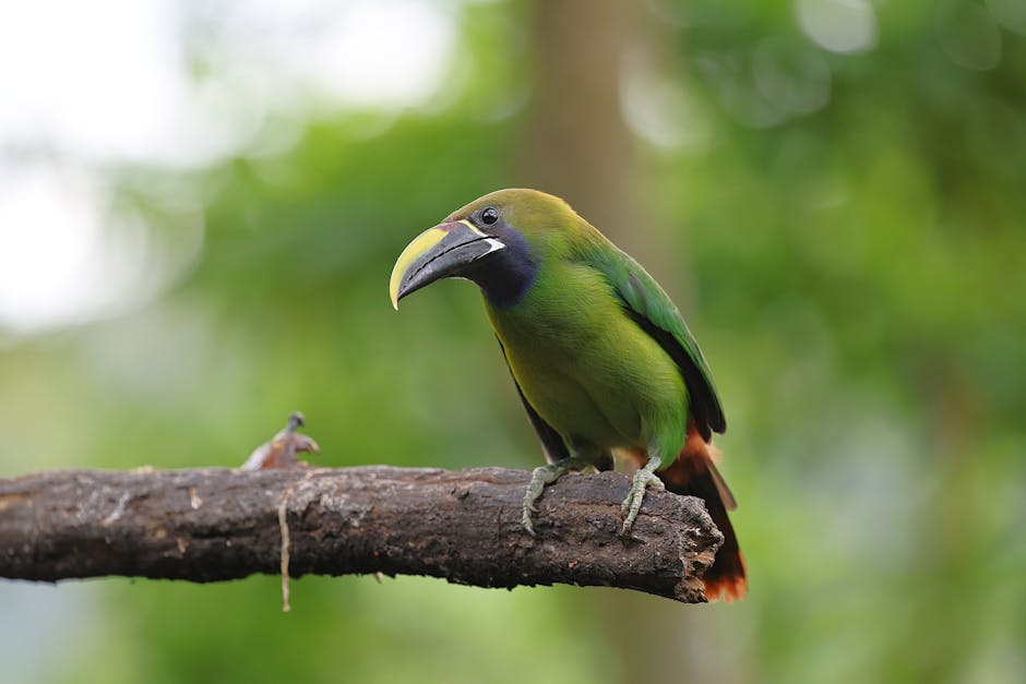 Descoperă arațariul cu creastă ondulată: o bijuterie a pădurilor tropicale