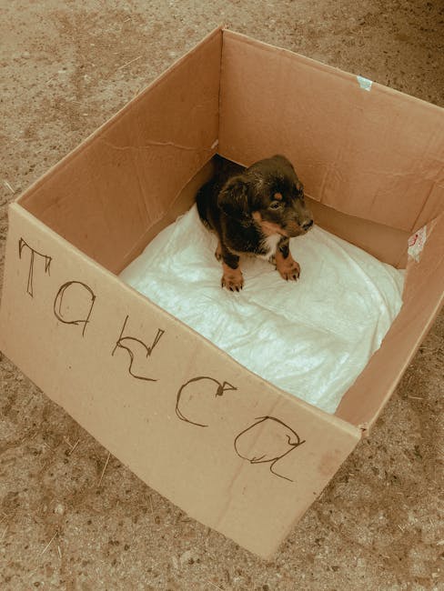 Cățelușe abandonate în Brașov caută căldura unei noi familii