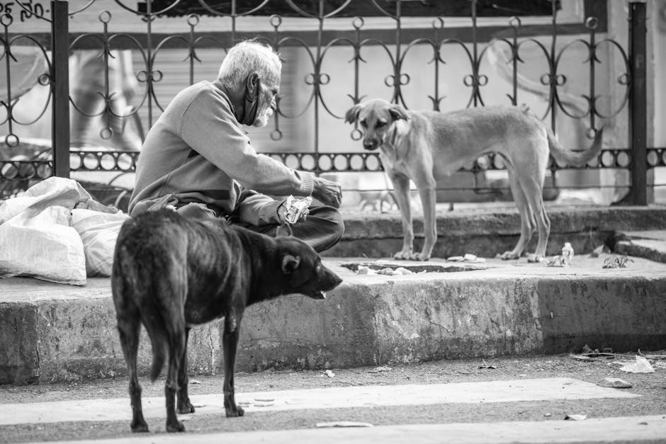 Câinii fără stăpân din Orlat creează panică în rândul localnicilor