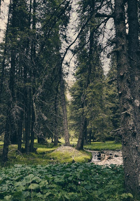 Investiție masivă în infrastructura ecologică: un drum forestier nou în Pătrăuți