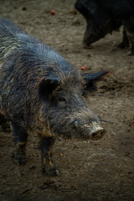 Bihorul scăpat de focarele de pestă porcină africană la porcii domestici