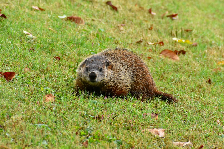 Urșii din Târgu Mureș anunță primăvara, dar marmota Phil preconizează o iarnă prelungită