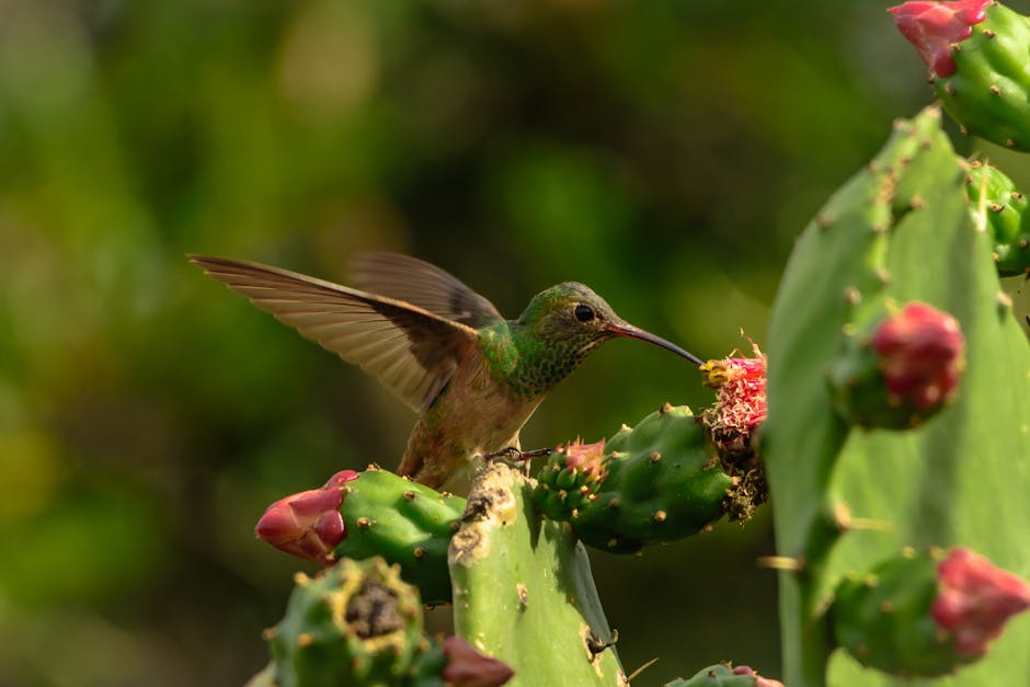 Descoperă fascinanta pasăre colibri cu gât violet: o minune a naturii