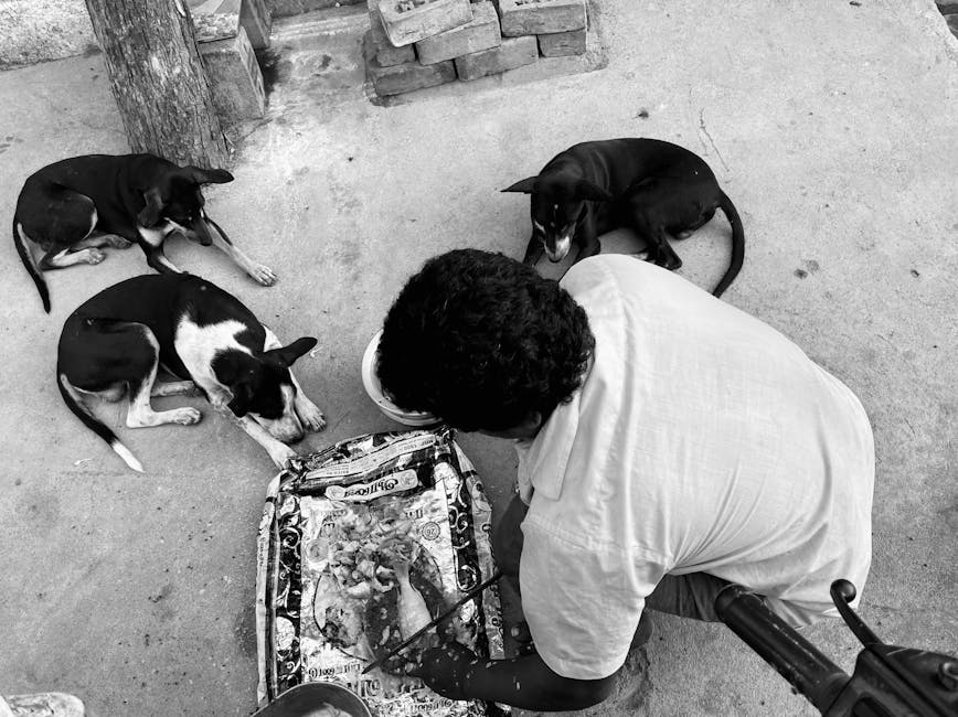 Expoziția The Stray System: O privire critică asupra câinilor fără stăpân