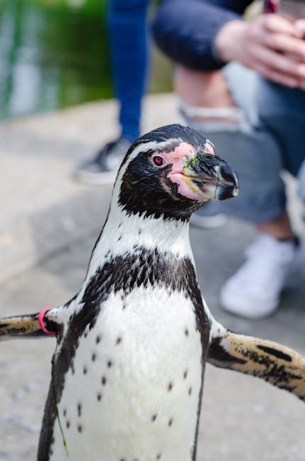 Pinguinii din Pittsburgh se distrează în ninsoare: imagini captivante din parc