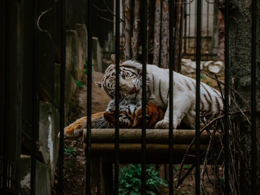 Reguli stricte pentru expozițiile de animale și probele de tracțiune în Maramureș
