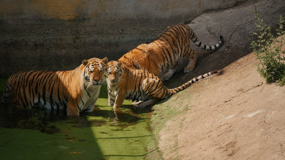 Descoperă uimitoarele tigrilor la Ziua Tigrului la Zoo Bucov