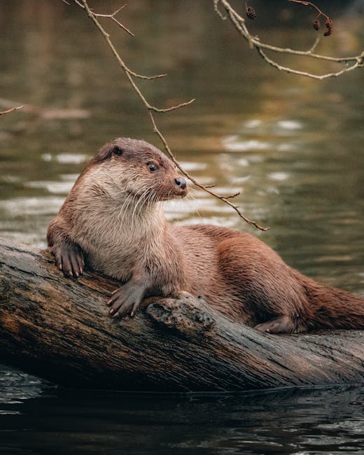Descoperire uimitoare: o vidră de râu surprinsă în Parcul Natural Apuseni