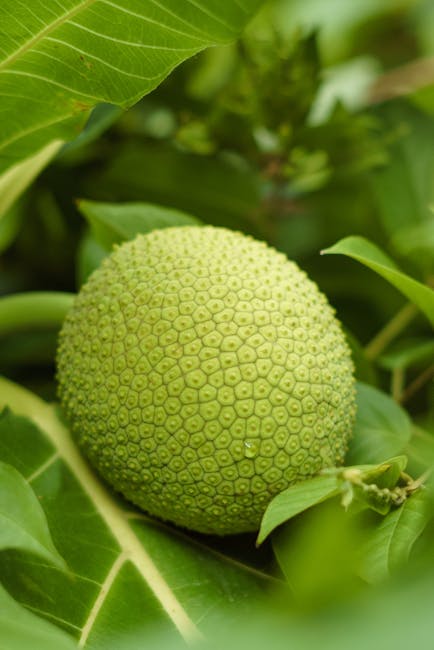 Descoperă fructul arborelui de pâine: un superaliment versatil și delicios