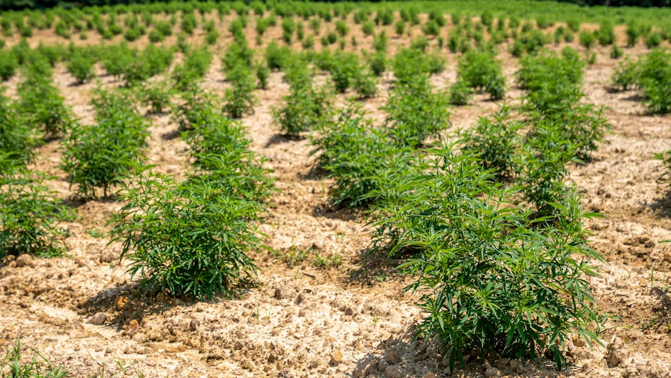 Un important grup agricol olandez își încheie activitatea în Alba, punând la vânzare 800 de hectare de teren