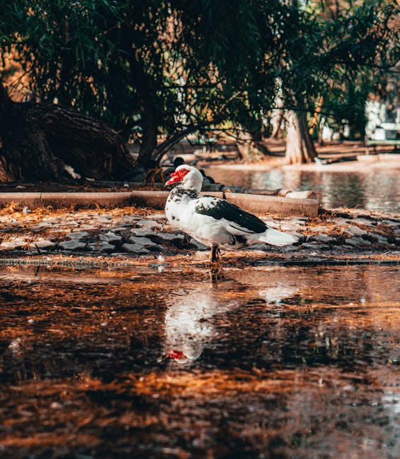 Rațele sălbatice din Parcul Crâng revin la viață după dificultăți
