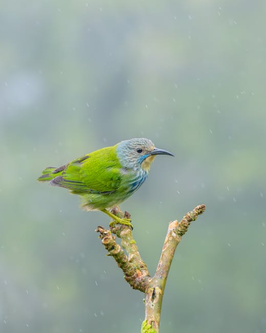 Descoperă honeycreeperul cu guler auriu – o adevărată minune a pădurilor tropicale