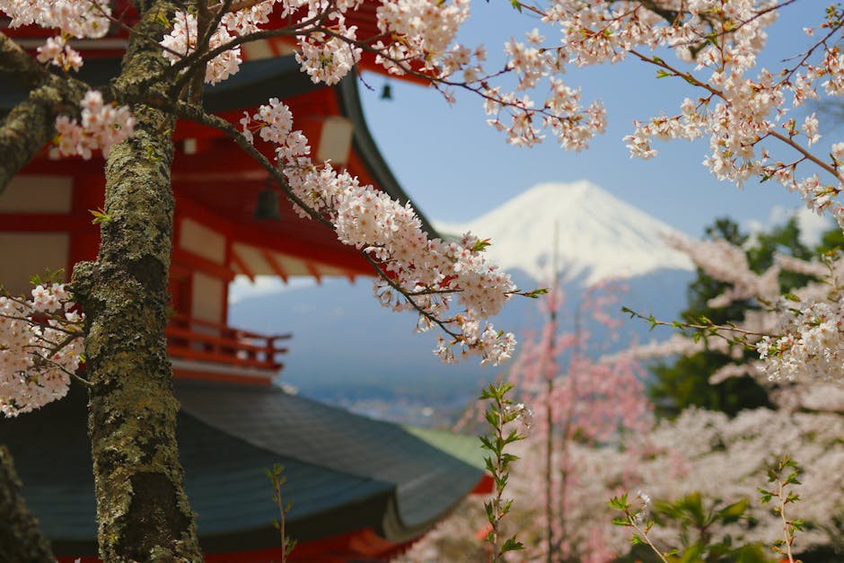 Festivalul cireșilor înfloriți din Japonia anulat din cauza turiștilor: ce s-a întâmplat