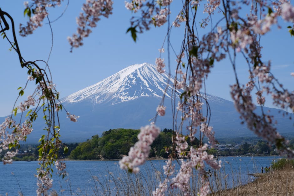 Anularea festivalului florilor de cireș din Japonia: cum turismul excesiv a dus la o criză locală