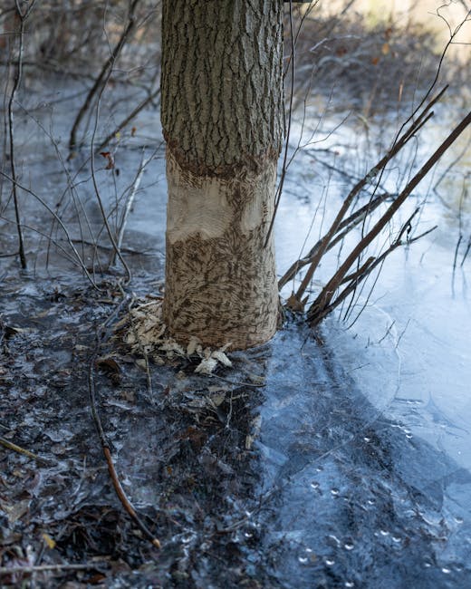 Descoperire surprinzătoare în Sibiu: un castor înoată pe Cibin în timpul iernii