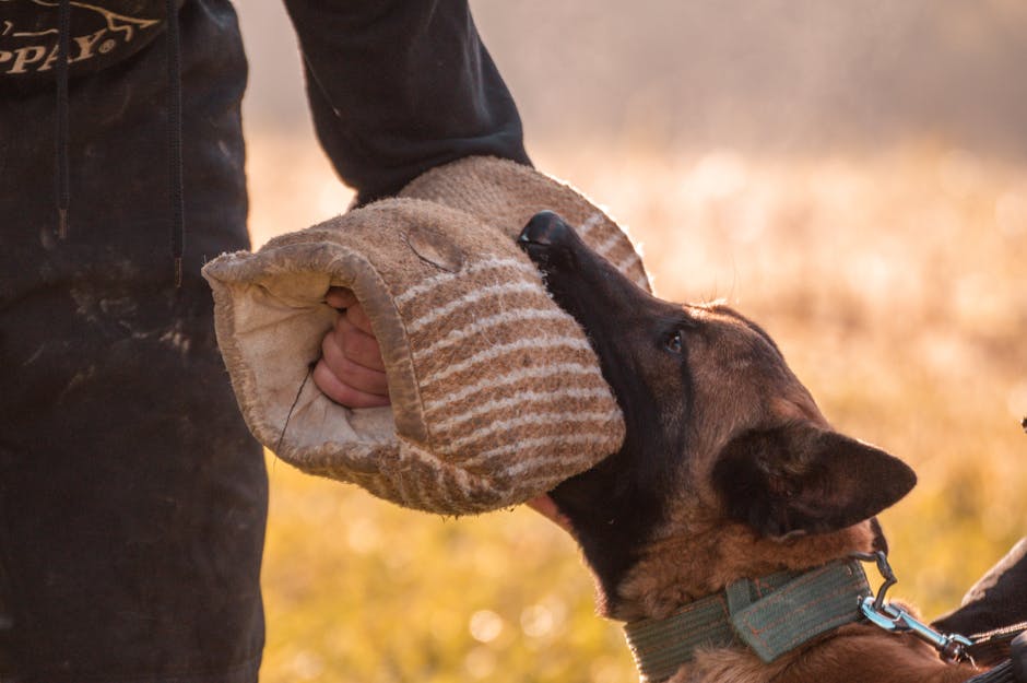 Reținut în Brașov după atacul câinelui său asupra unui alt proprietar de animal