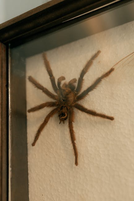 Expoziție captivantă la Iași: reptile și tarantule atrag mii de vizitatori