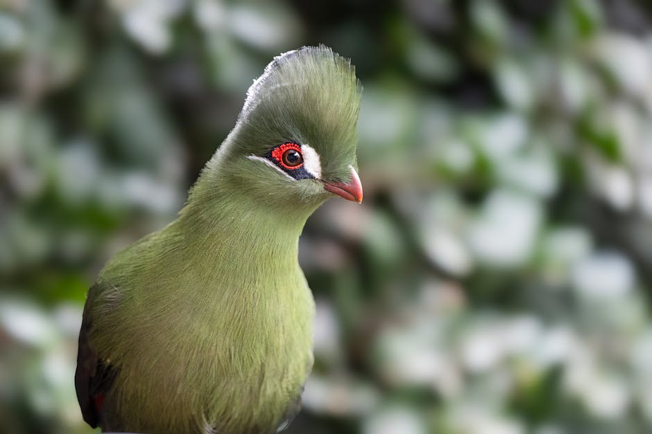 Descoperă loeria din Knysna: bijuteria verde a pădurilor africane