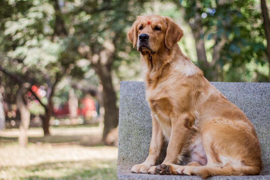Petrecere în parc: Golden Retrieverii își fac simțită prezența în Denver