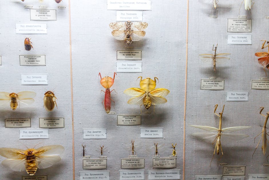 Descoperiți efemeritatea vieții la expoziția „Vanitas Insectum”