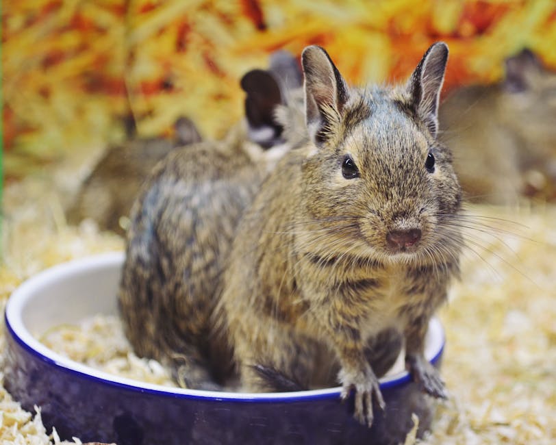 Sibiu găzduiește o nouă ediție a expoziției de păsări și animale mici