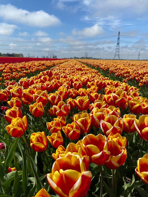 Expoziția Blooms Experience suspendată până în 2027