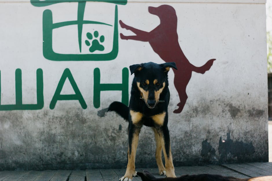 Revoluția protecției animalelor în România: un spital social și o federație dedicată