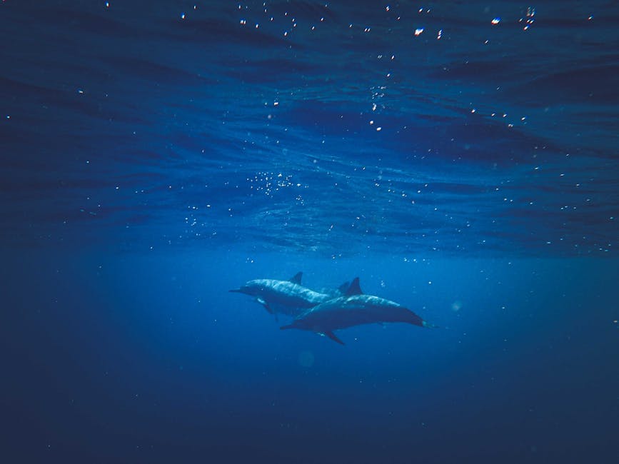 Tragedie ecologică: delfin găsit mort pe plaja din Vama Veche