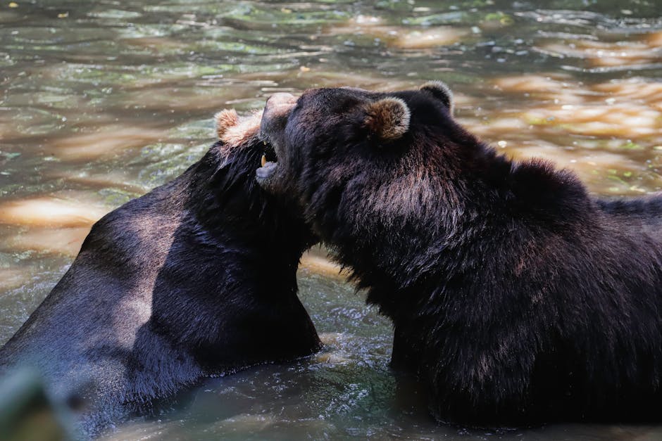 Conferința TusnadEcoBear: un succes internațional dedicat coexistenței cu carnivorele mari