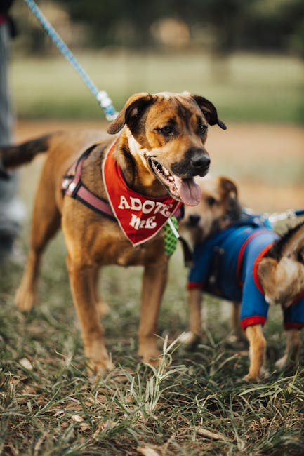 Adopțiile de câini din România cresc constant: o speranță pentru animale