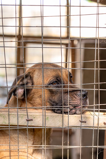 Întâlnire cu cățeii din adăpost la Zoo Călărași: un târg de adopții cu intrare gratuită