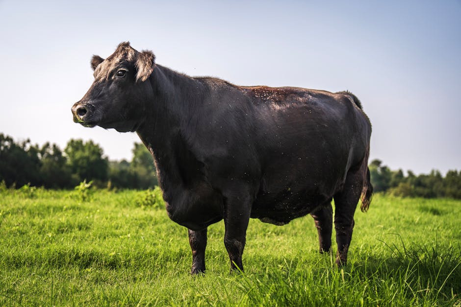 Ferma de Black Angus a lui Nețoiu, închisă din cauza neregulilor legale