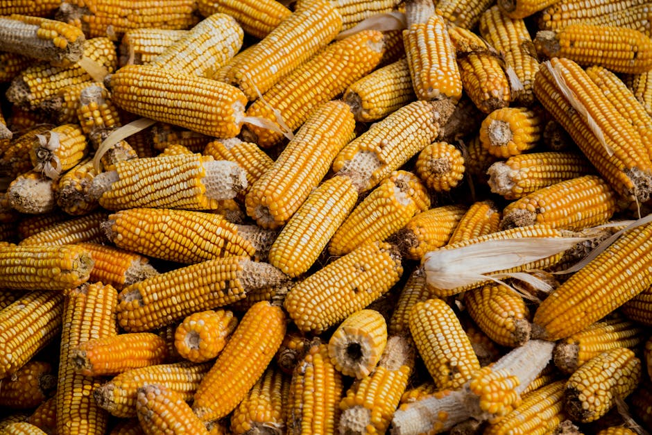 Ferma Agro Teg din Cuci, câștigătoare a trofeului Porumbul de Aur 2026