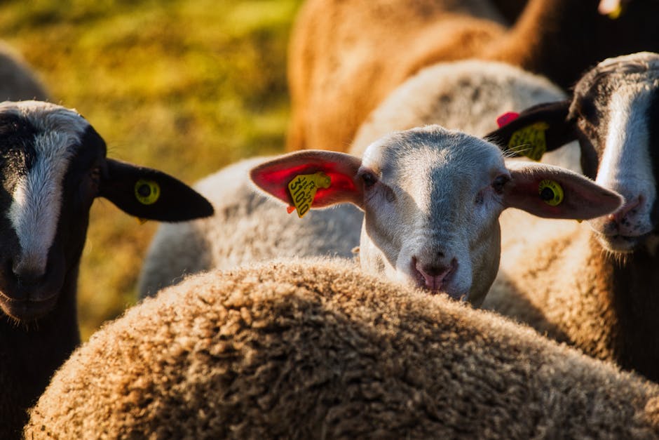 Comisia Europeană aprobă planul ANSVSA pentru reluarea exporturilor de ovine
