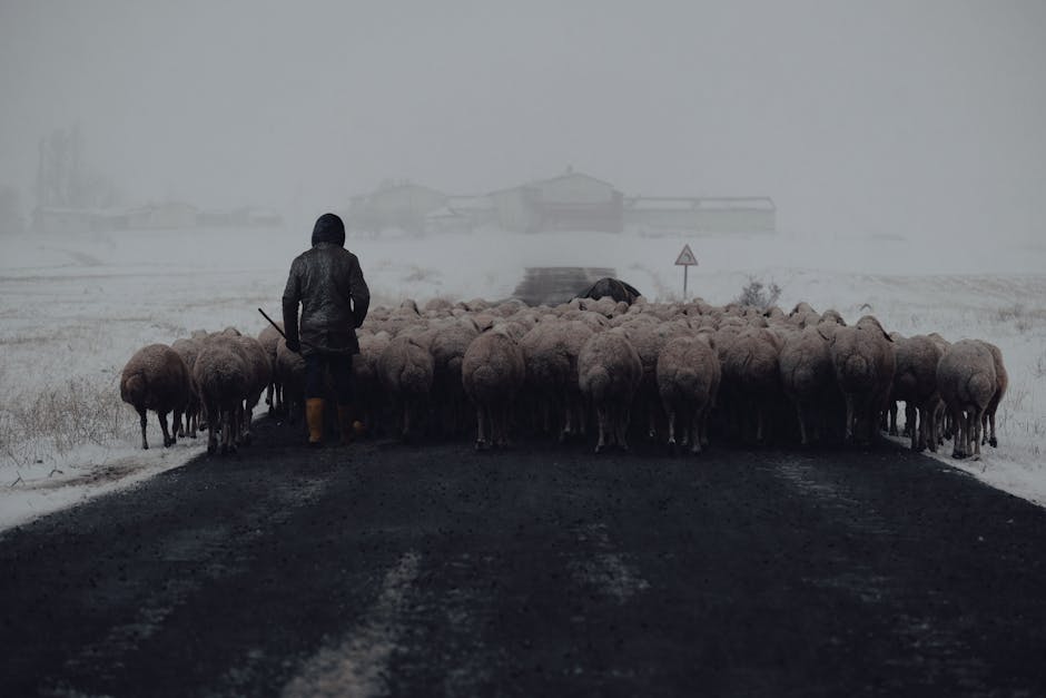 Sfaturi esențiale pentru protejarea animalelor în condiții meteorologice severe