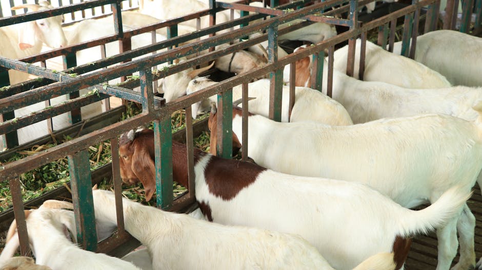 Descoperire revoluționară în zootehnie: capre cu lapte mai gustos și sănătos