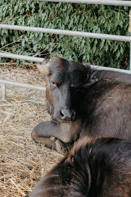 Fermă din Cluj: 214 animale moarte descoperite în condiții inumane