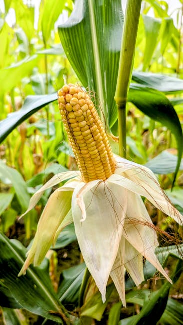 Reguli stricte pentru cultivarea semințelor modificate genetic în Arad