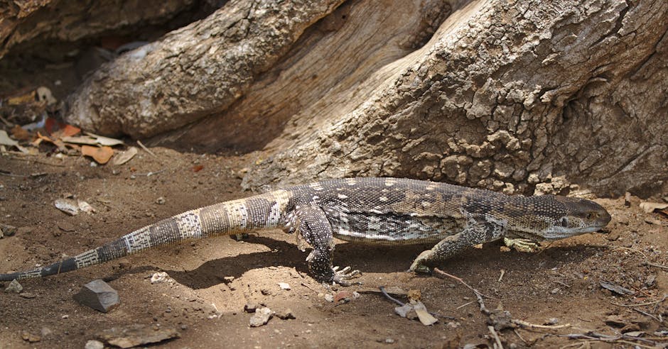 Descoperiri surprinzătoare ale faunei sălbatice în Parcul Național Retezat