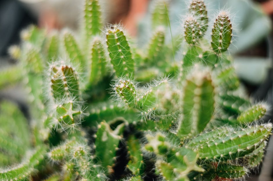 Descoperă minunile cactușilor la Muzeul Județean Mureș