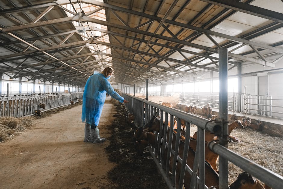 Crescătorii de ovine și caprine primesc fonduri de până la 50.000 de euro