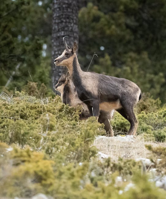 Descoperă Calcarele de la Godinești, un sanctuar al biodiversității în Munții Metaliferi