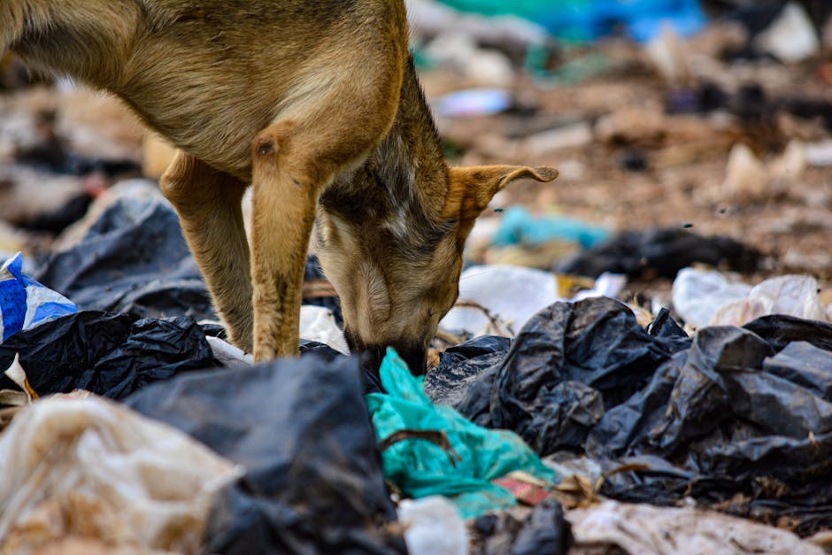 Garda de Mediu investighează abandonul animalelor moarte în Dorolea