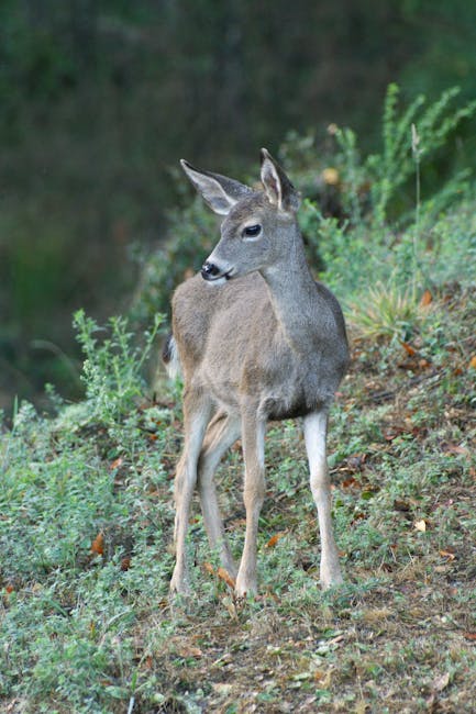 Imagini rare cu ciute și cerbi tineri în Parcul Natural Apuseni