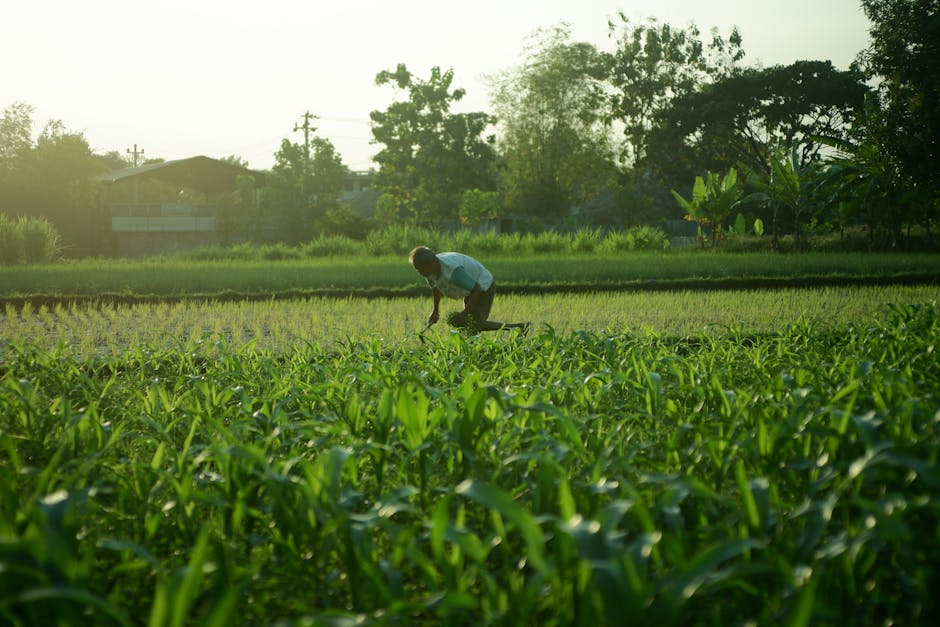 APIA a aprobat sume record pentru renta viageră agricolă în 2025