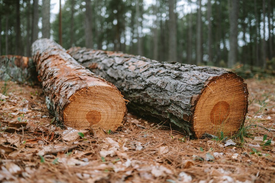 Rețea de falsificare a datelor în domeniul forestier, trimisă în judecată