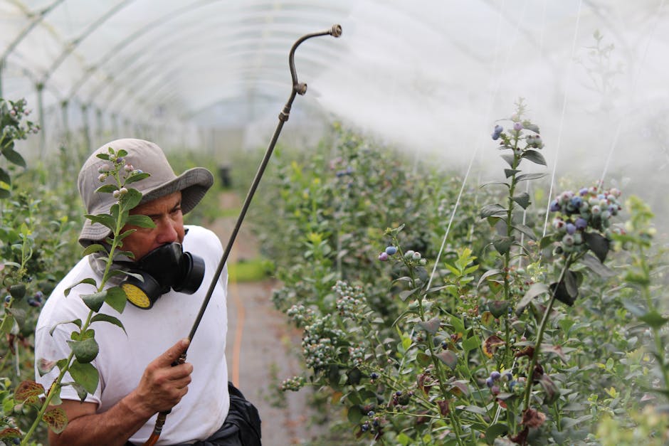 Rezultatele monitorizării reziduurilor de pesticide în legumele și fructele românești pentru 2025