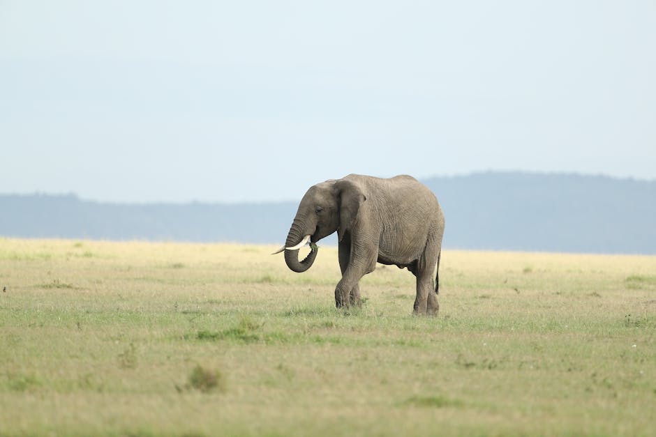 Descoperă natura sălbatică a Kenyei la Muzeul de Științe Naturale din Piatra-Neamț